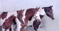 Our 3 paint geldings at the 2007 APHA Zone 10 Show.  From left to right Cheros Checkers, Blue Eyed Storm, and Keotas Fast Cash.  Picture taken by Artos photography